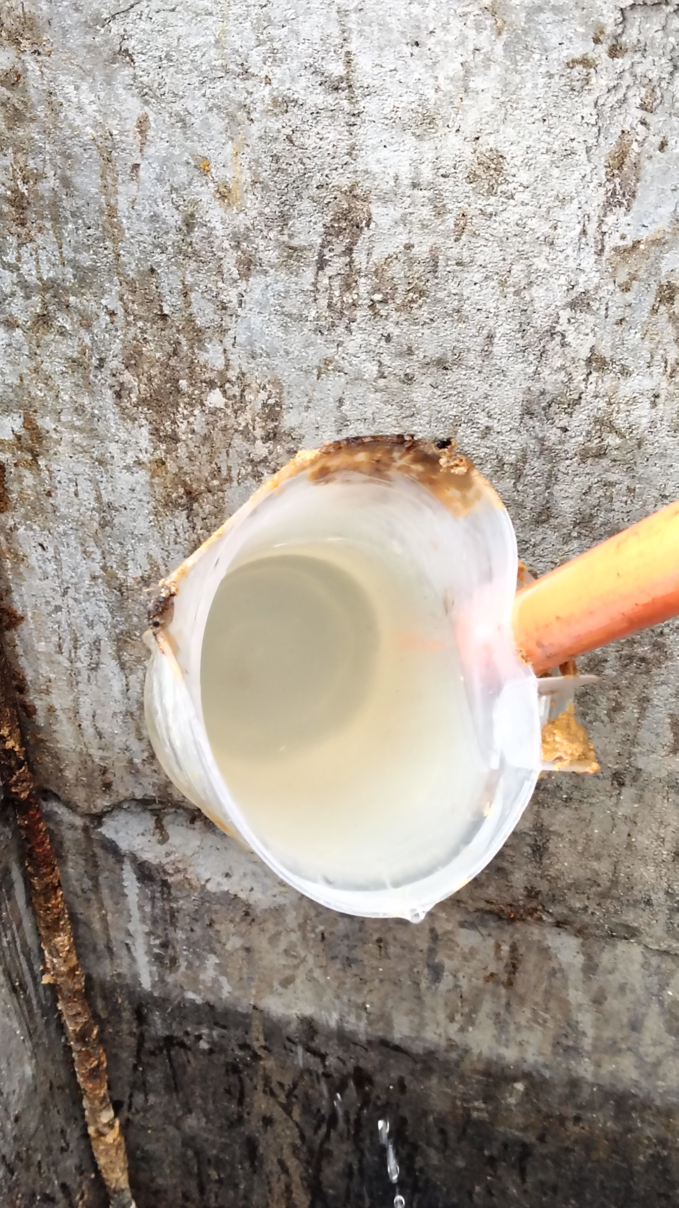 Agua de cola a los 5 días de tratamiento